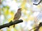 Singing nightingale on a tree branch