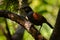 Singing North Island Saddleback - Philesturnus rufusater - tieke in the New Zealand Forest