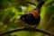 Singing North Island Saddleback - Philesturnus rufusater - tieke in the New Zealand Forest, very special species of endemic bird