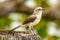 Singing Northern Mockingbird