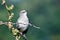 Singing Northern Mockingbird Perched in a Tree