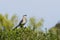 Singing Northern Mockingbird, Ulistac Natural Area, Santa Clara, California