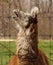 Singing opera llama