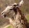 Singing opera llama