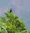 Singing Peruvian Meadow lark