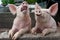 Singing pigs