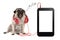 singing pug puppy dog with red headphones, sitting next to blank phone or tablet