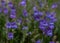 Singing Purple Penstemon Blossoms in Field
