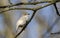 A singing rare Leucistic Robin Erithacus rubecula perched in a tree.