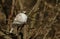 A singing rare Leucistic Robin Erithacus rubecula perched in a tree.