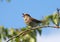 Singing red-backed shrike (female)