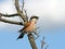 Singing red-backed shrike (Lanius collurio)