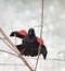 Singing Red Wing Blackbird