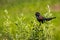 Singing red-winged black bird, Shoreline Park, Mountain View, south San Francisco bay, California