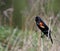 Singing Red-winged Blackbird