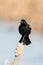 Singing Red-Winged Blackbird Agelaius phoeniceus