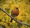 Singing robin with opened beak is sitting on thin grey branch.