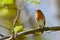 Singing Robin sitting an a branch in Sweden