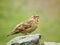 The singing rock sparrow or rock petronia