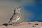 Singing Rock Wren