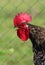 A singing rooster with a bright scallop looks into the frame, close-up on a village farm