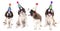 Singing Saint Bernard Dogs Celebrating