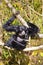 Singing Siamang in tree