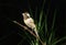 Singing Smet Canary, serinus canaria, Adult standing on Branch against Black Background