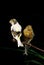 Singing Smet Canary, serinus canaria, Adults standing on Branch against Black Background