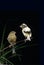 Singing Smet Canary, serinus canaria, Adults standing on Branch against Black Background