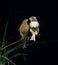 Singing Smet Canary, serinus canaria, Adults standing on Branch against Black Background