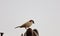 Singing sparrow image| white brown sparrow