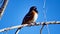 Singing Spotted Towhee