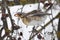 Singing thrush turdus philomelos on a branch of a tree