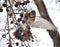 Singing thrush turdus philomelos on a branch of a tree