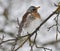 Singing thrush turdus philomelos on a branch of a tree