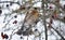 Singing thrush turdus philomelos on a branch of a tree