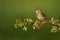 Singing Tree Pipit (Anthus trivialis)