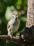 Singing tree sparrow