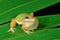 Singing Treefrog