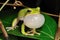 Singing Treefrog