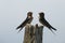 Singing welcome swallows perched on fence post