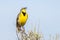 Singing Western Meadowlark