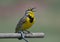 Singing Western Meadowlark