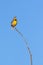 Singing Western Meadowlark