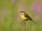 Singing Western Yellow Wagtail