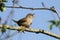 A singing Wren, Troglodytes, perched on a branch of a tree.