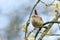 A singing Wren, Troglodytes, perching on a branch of a Willow tree in spring.