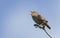 A singing Wren Troglodytes troglodytes perched on a branch in a tree.