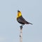Singing Yellow-headed Blackbird